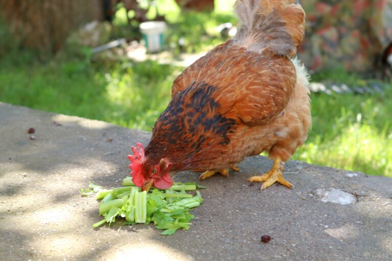 a hen eating some celery