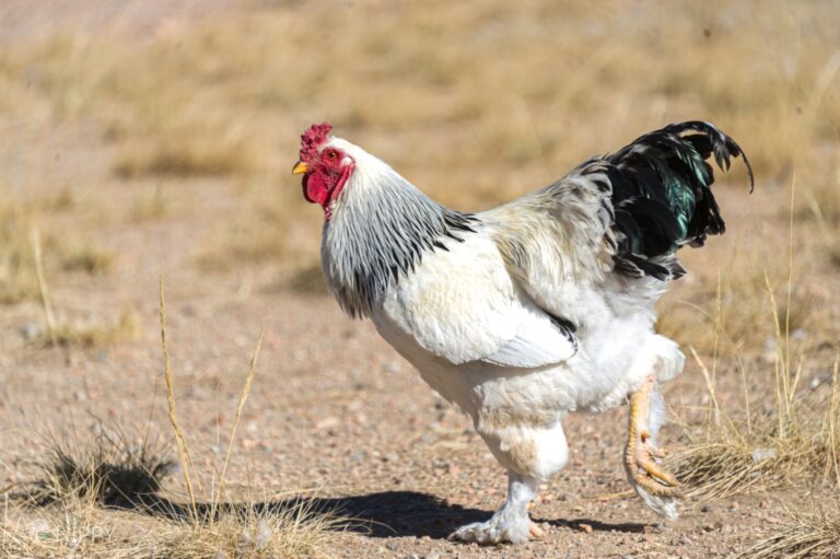 a light Brahma rooster