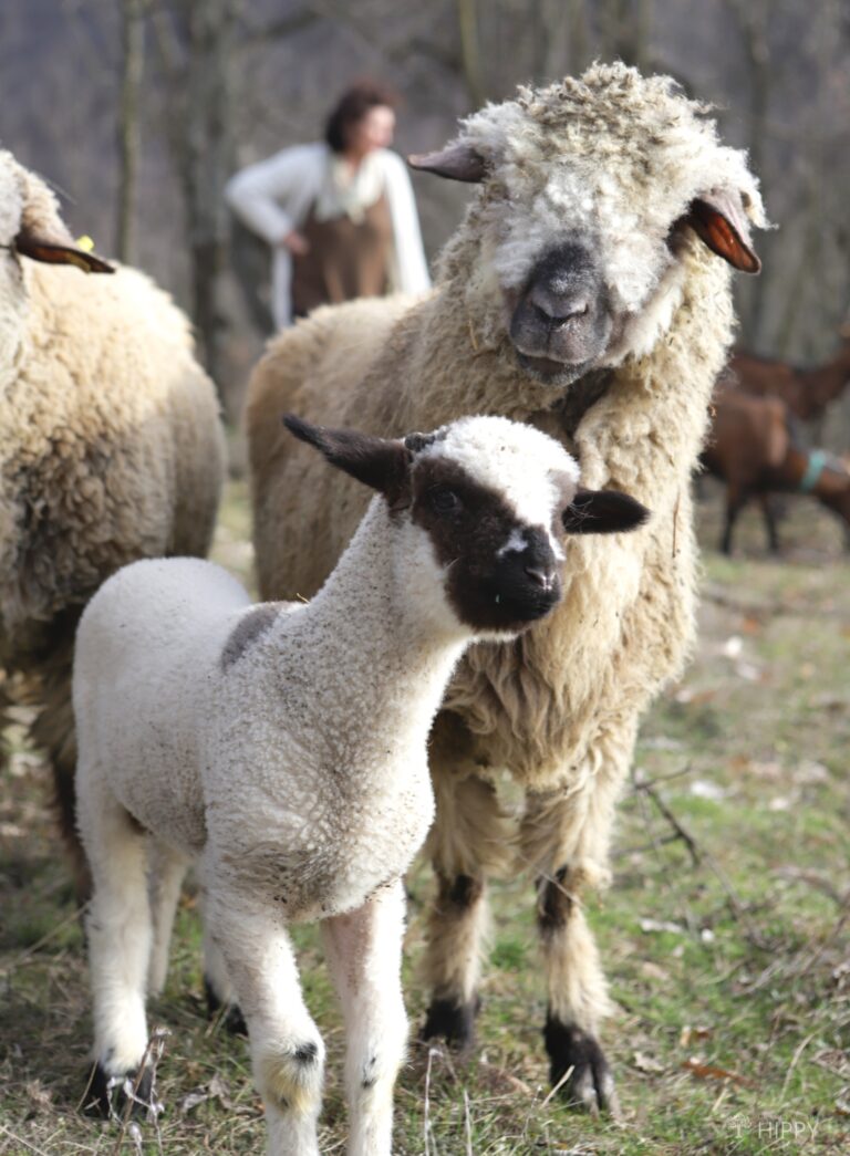 a sheep next to its lamb