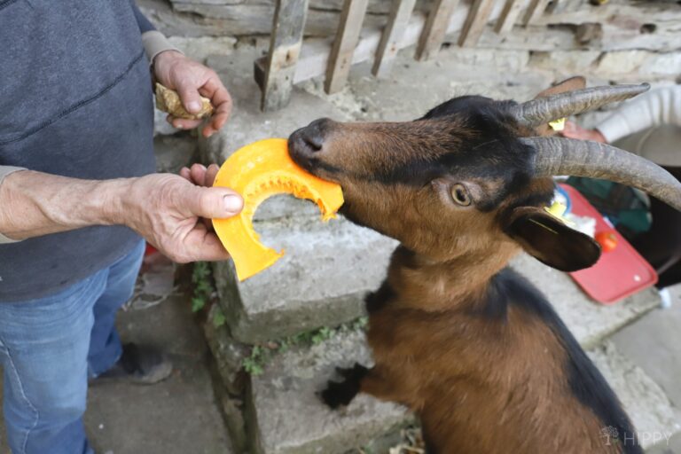an alpine goat tries pumpkin