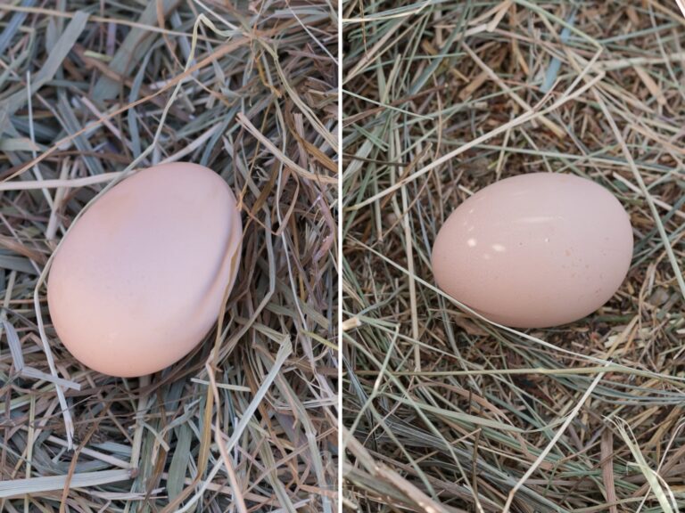 blue-laced versus silver-laced Wyandotte eggs
