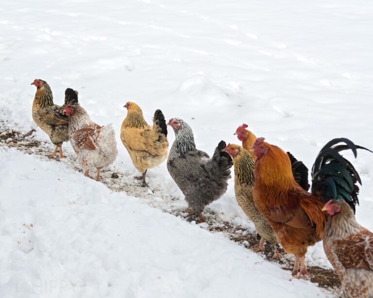 flock of chickens moving along a path in snow