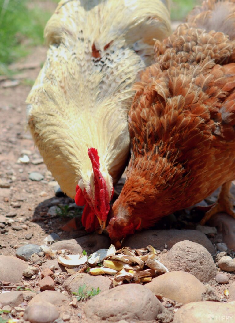 hen and rooster eating sliced mushrooms