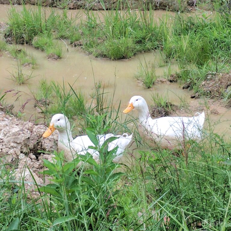 two Pekin ducks leaving the pond