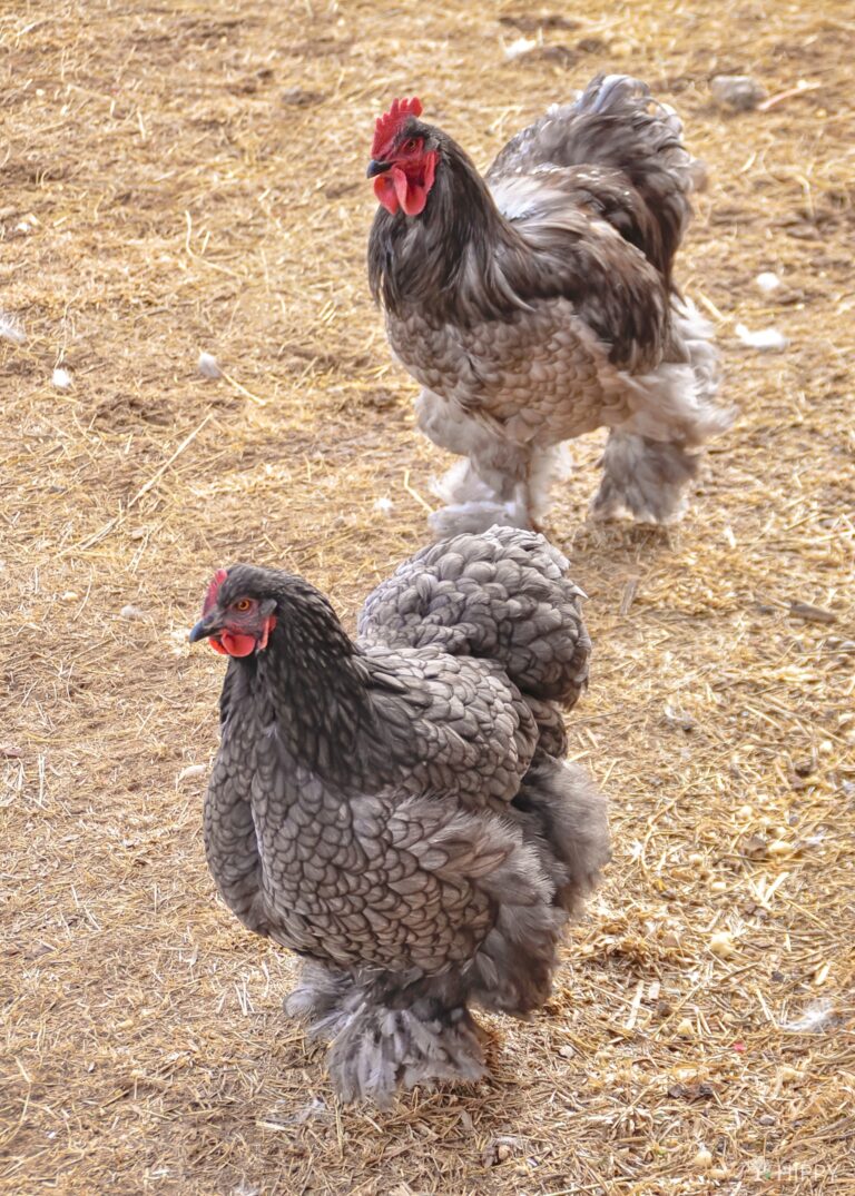 two standard blue cochins