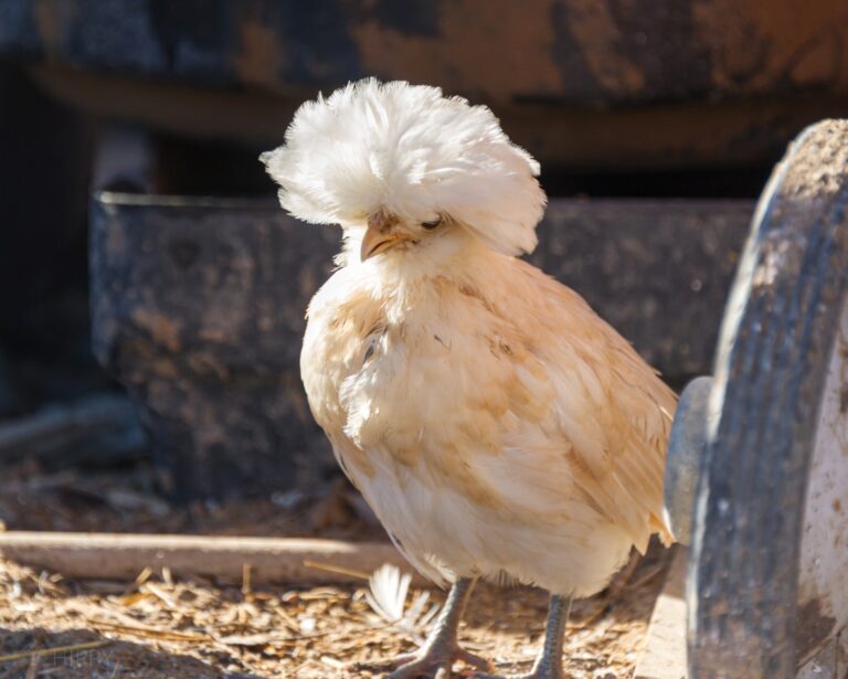 Buff Laced Polish pullet