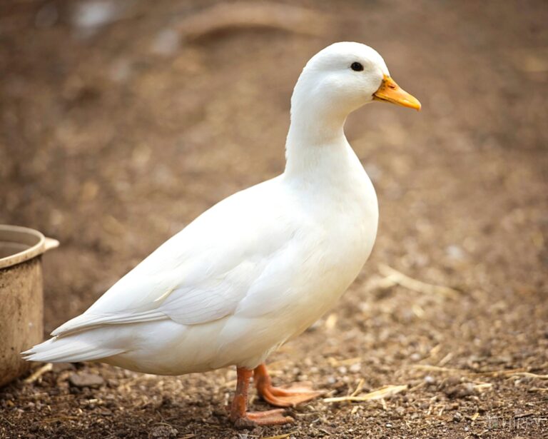 White Call Duck (miniature) Hen