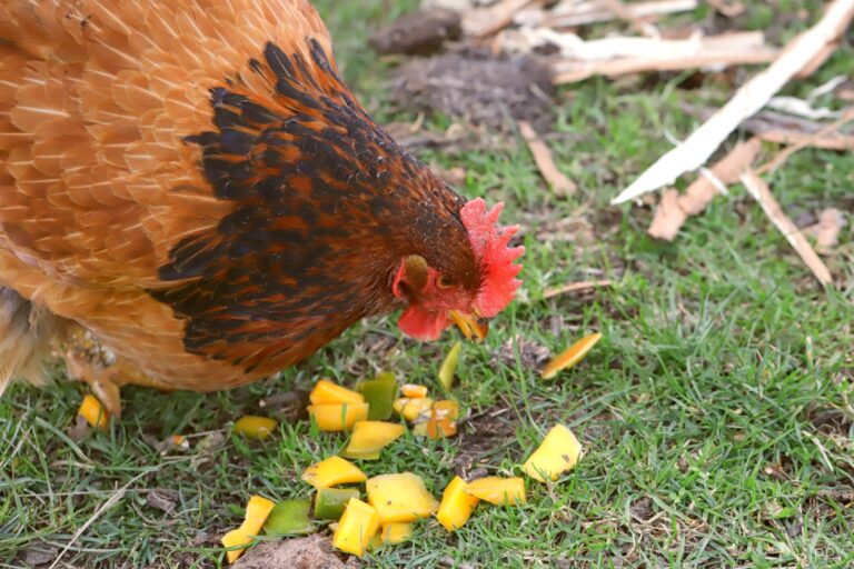 a chicken eating mango