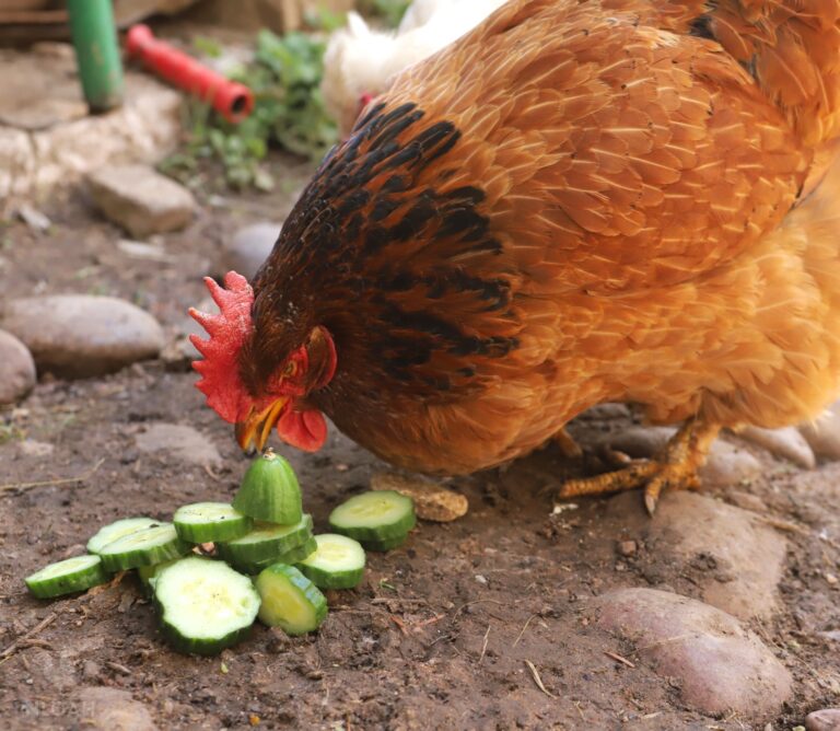 a chicken eating sliced cucumber