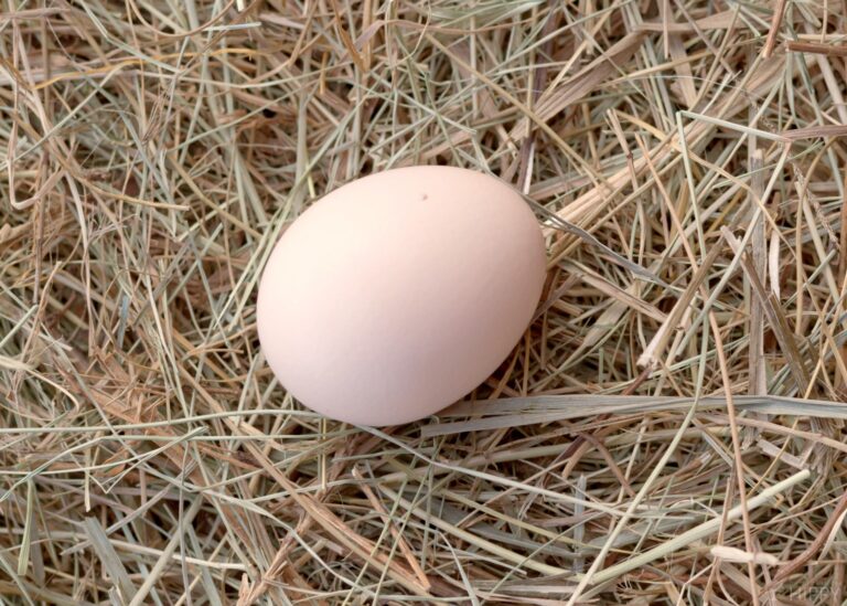 a dark brahma egg