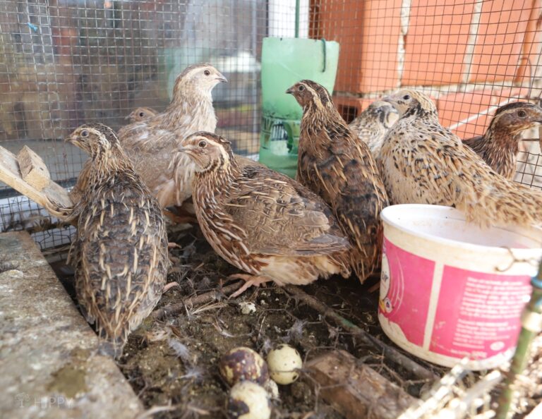 a few quails inside a cage