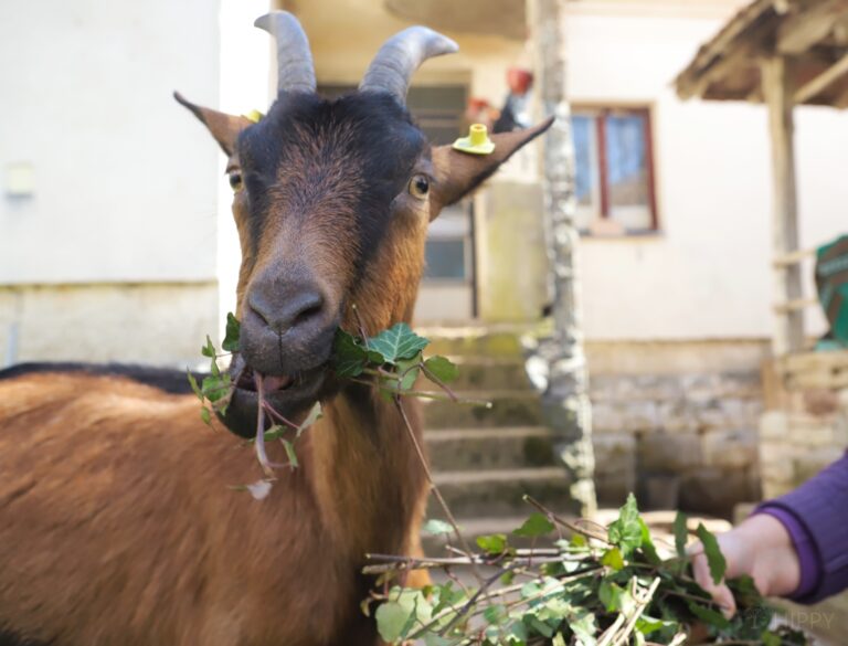 a goat eating poison ivy