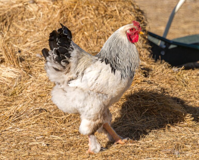a light brahma rooster next to some hay