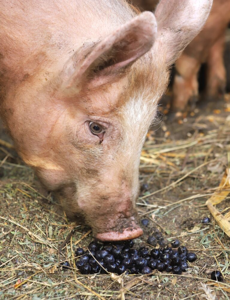 young pig trying some blueberries