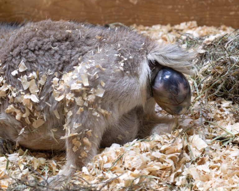 baby head coming out from goat in labor