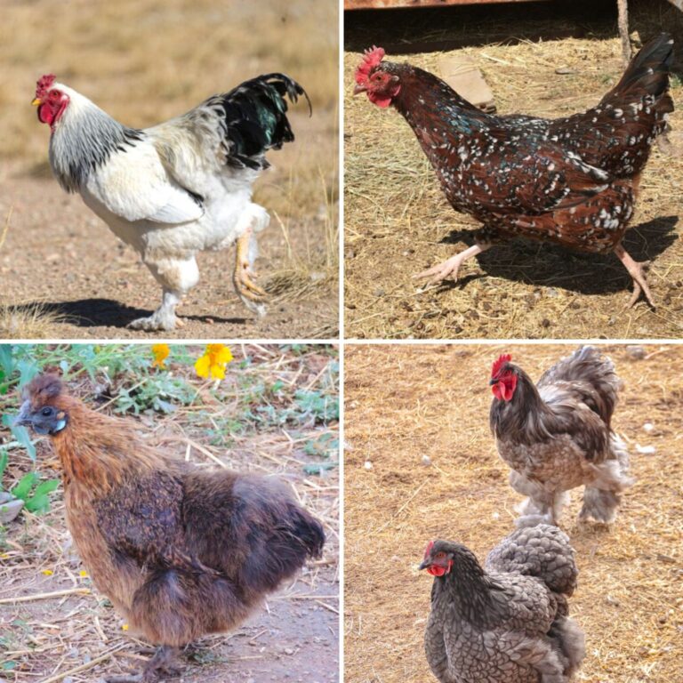 broody hen breeds collage
