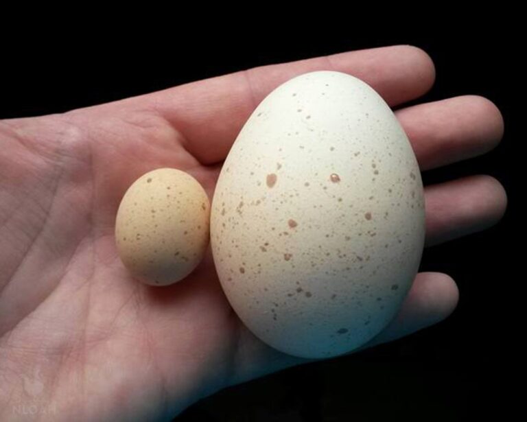 fairy egg (left) vs. normal chicken egg (right)