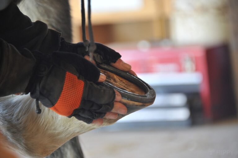 farrier fitting a horseshoe