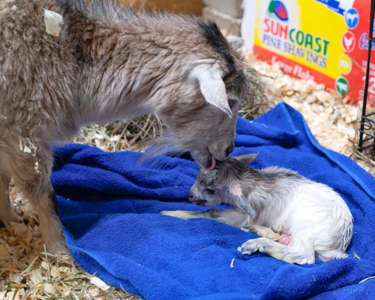 goat licking newborn on blue blanket