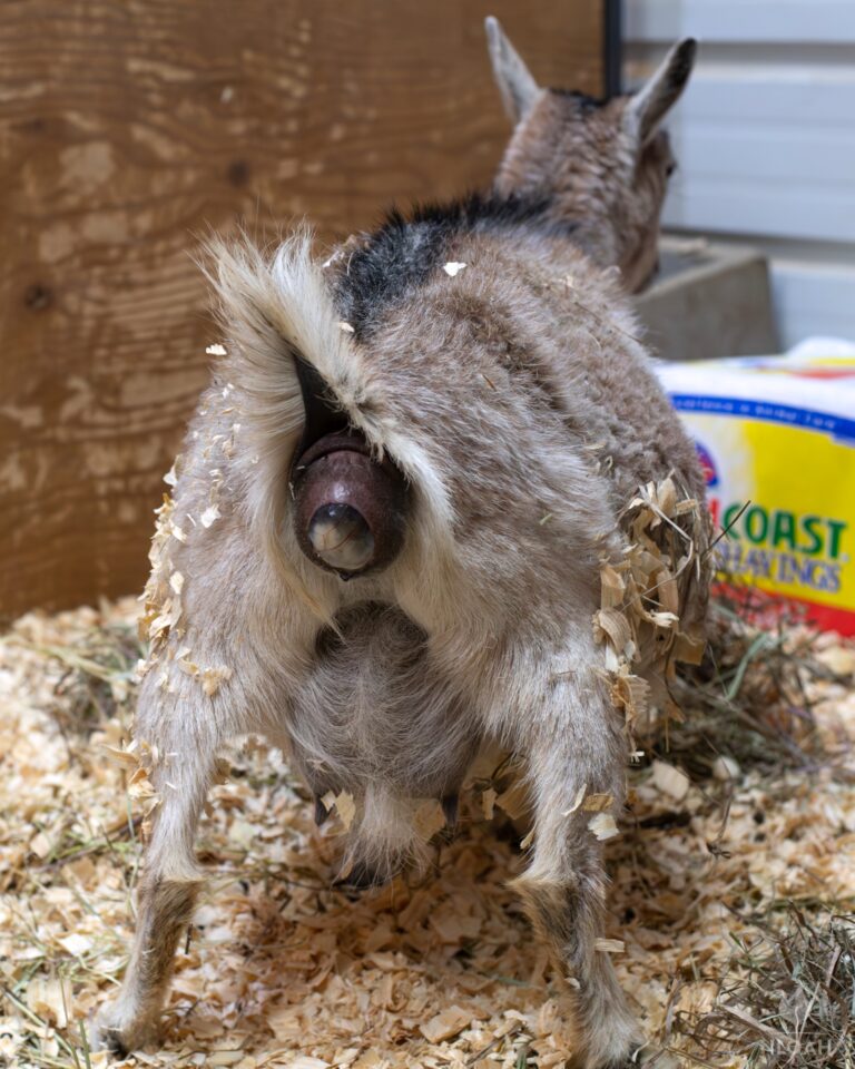 goat in labor pushing while standing up