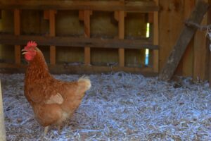 golden comet hen in chicken coop