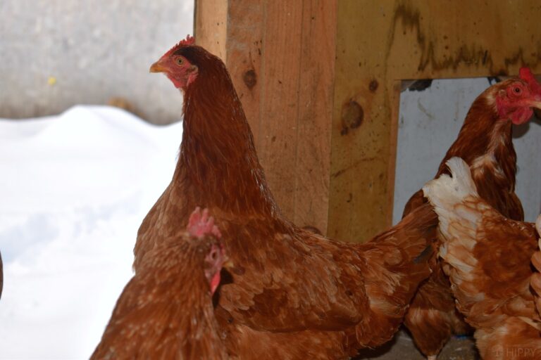 golden comets refusing to get out of the coop in the snow