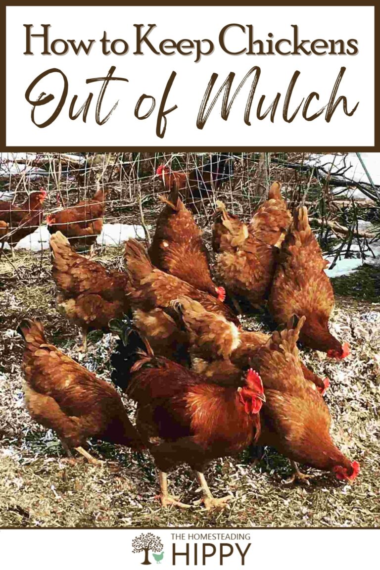 how to keep chickens out of mulch pinterest