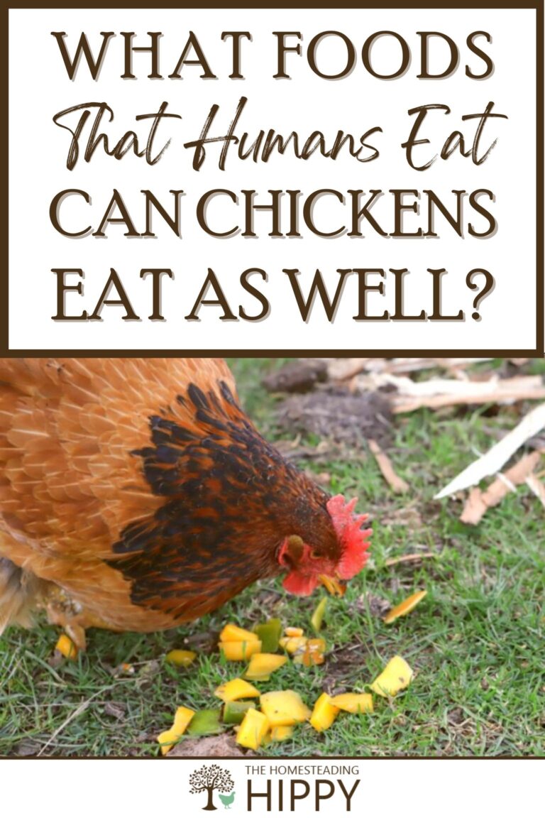 human foods chickens eat pinterest