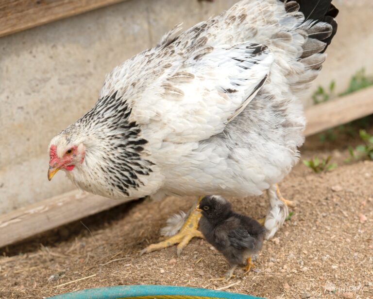 light Brahma hen with chick