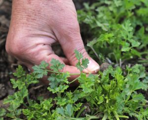 picking parsley from the garden