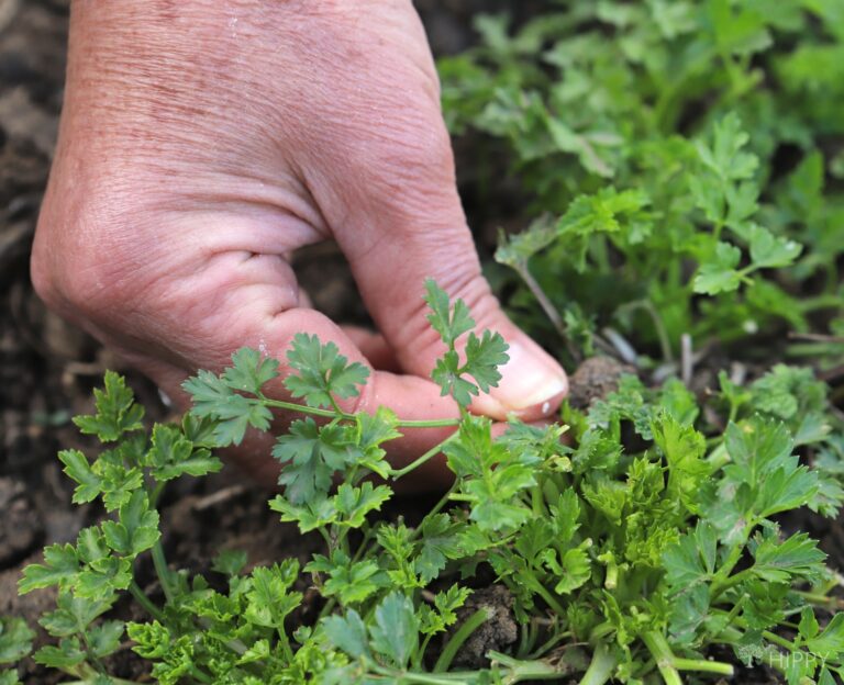 picking parsley from the garden