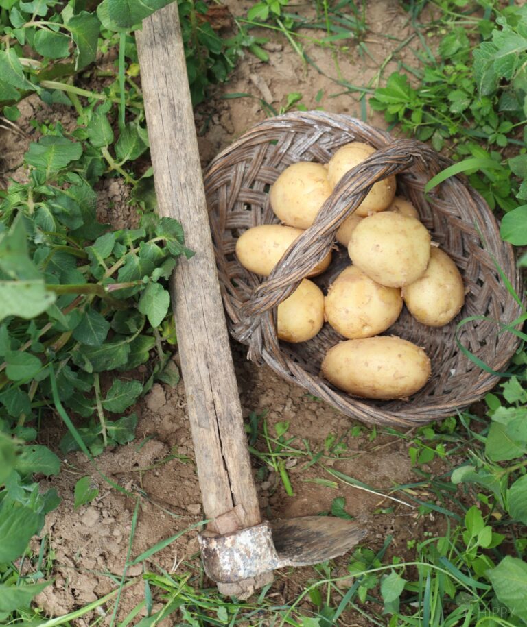 potato-harvest-in-basket-next-to-hoe