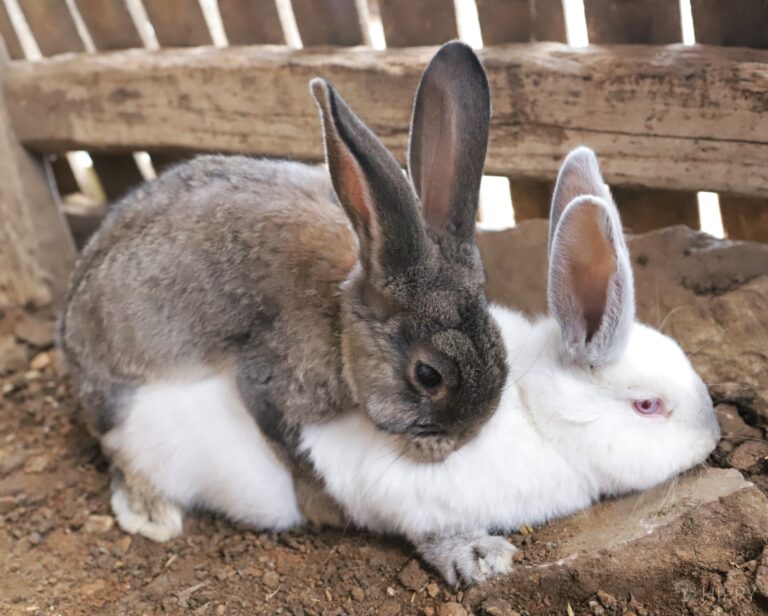 two rabbits mating
