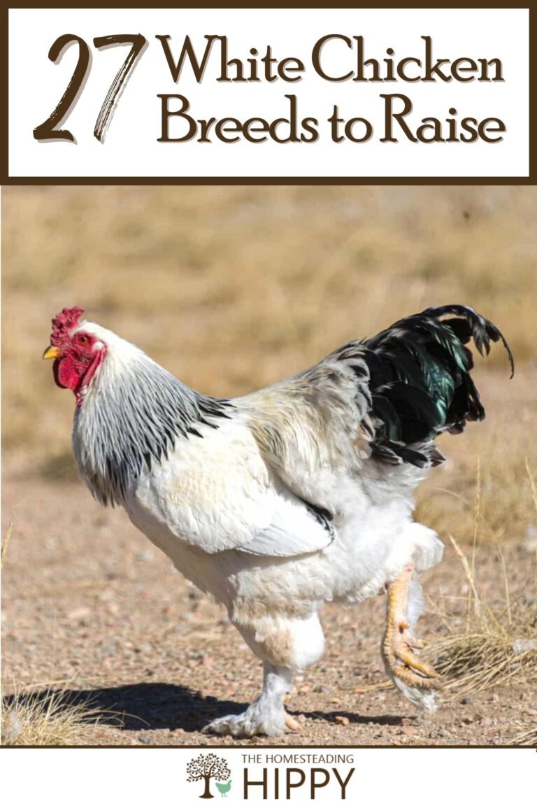 white chicken breeds pinterest