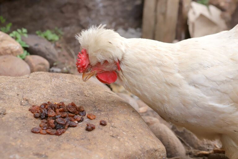 a chicken eating raisins