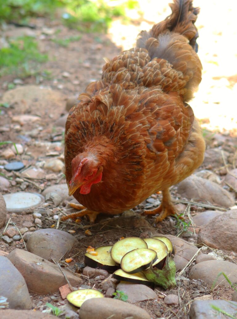 a chicken eating sliced eggplant