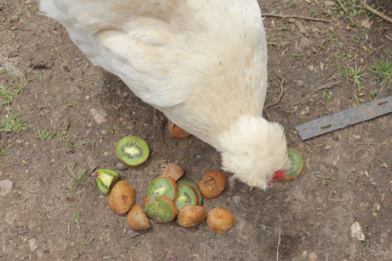 a chicken eating sliced kiwi