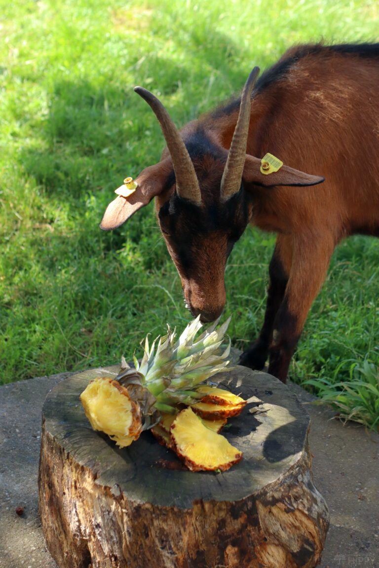 a goat contemplating eating some pineapple