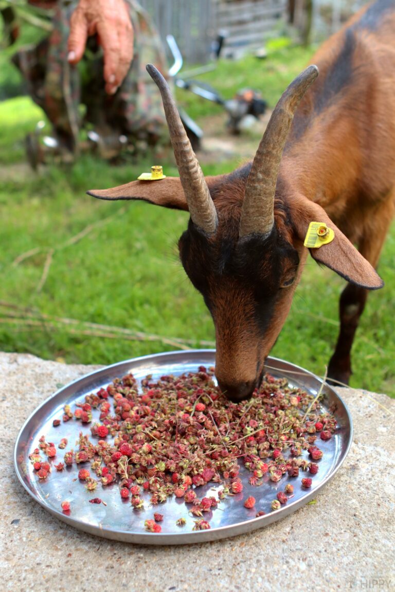 a goat eating wild strawberries