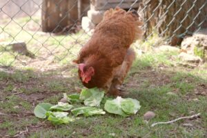 a hen eating some lettuce