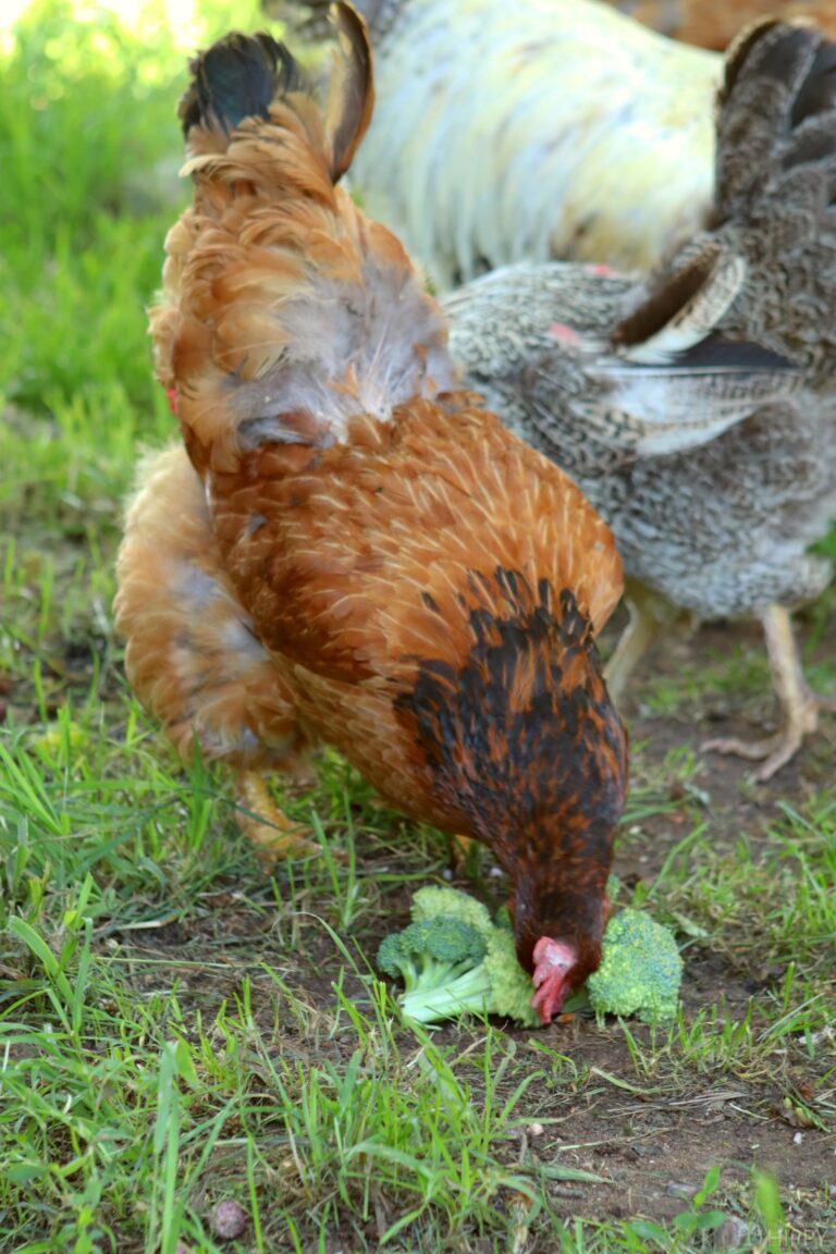 a hen enjoying broccoli