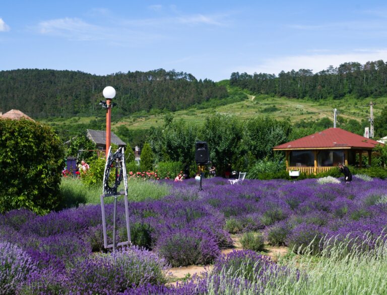 a large field of lavender