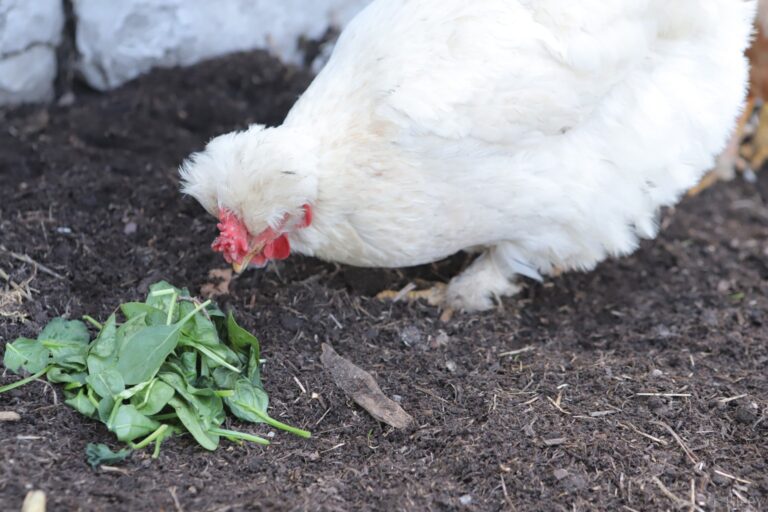a white hen eating spinach