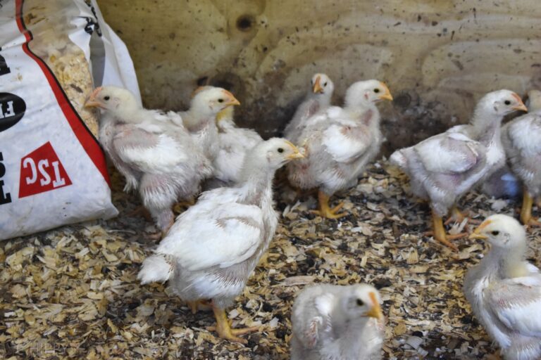 group of Cornish Cross chickens inside the coop