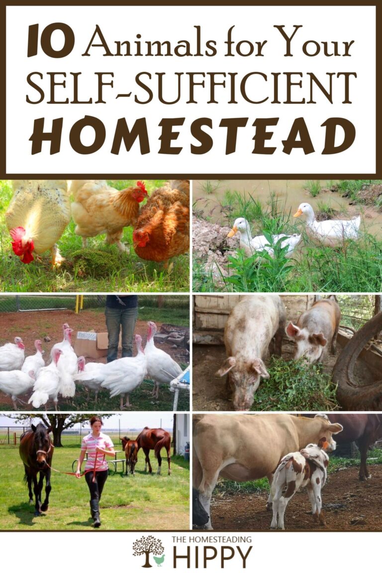 homestead animals pinterest