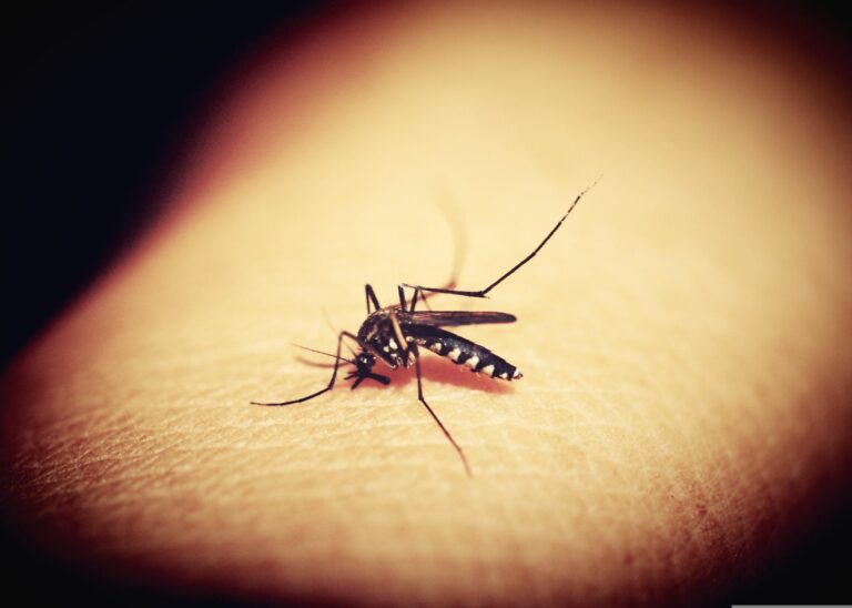 mosquito sitting on skin