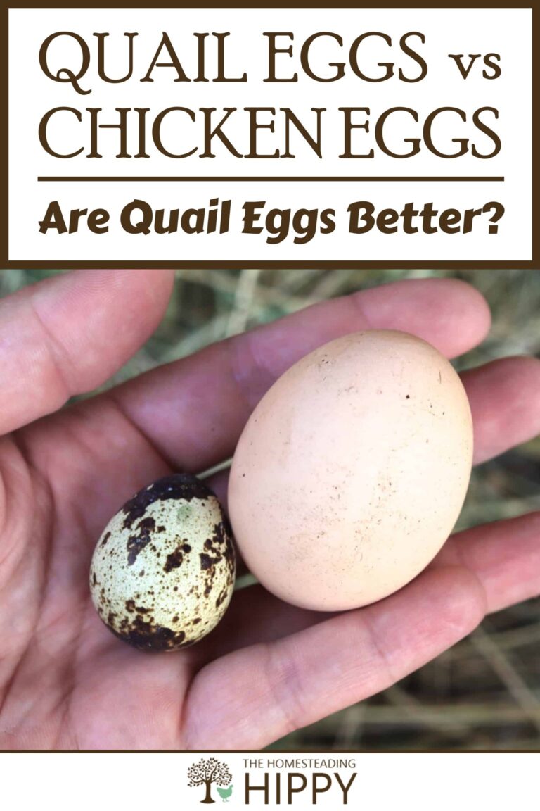 quail eggs vs chicken eggs pinterest
