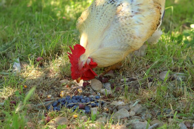 rooster enjoying blueberries