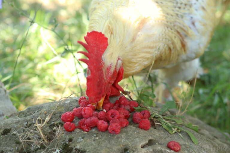 rooster enjoying raspberries