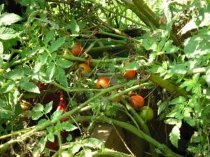 tomato bush growing in compost bin